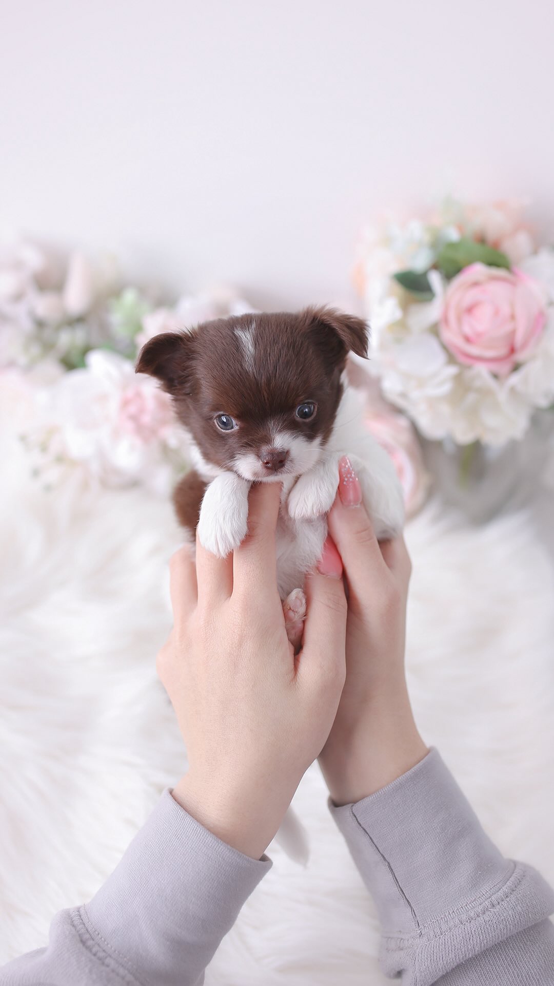 TeaCups puppy photo 22