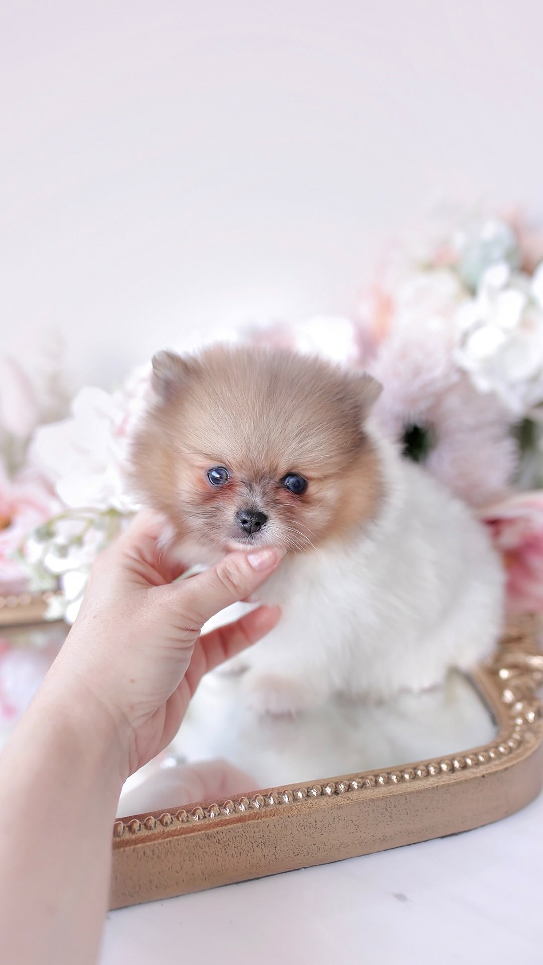 TeaCups puppy photo 24