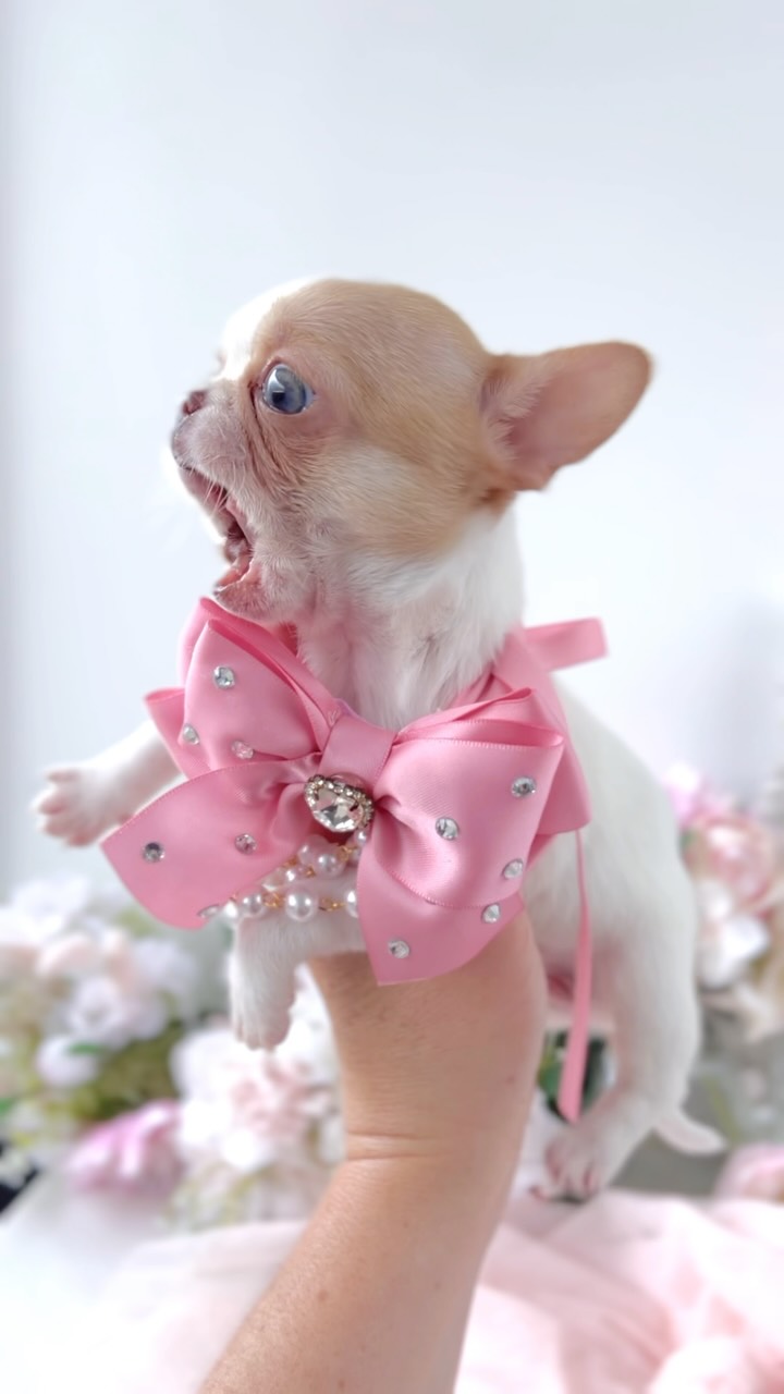 TeaCups puppy photo 25