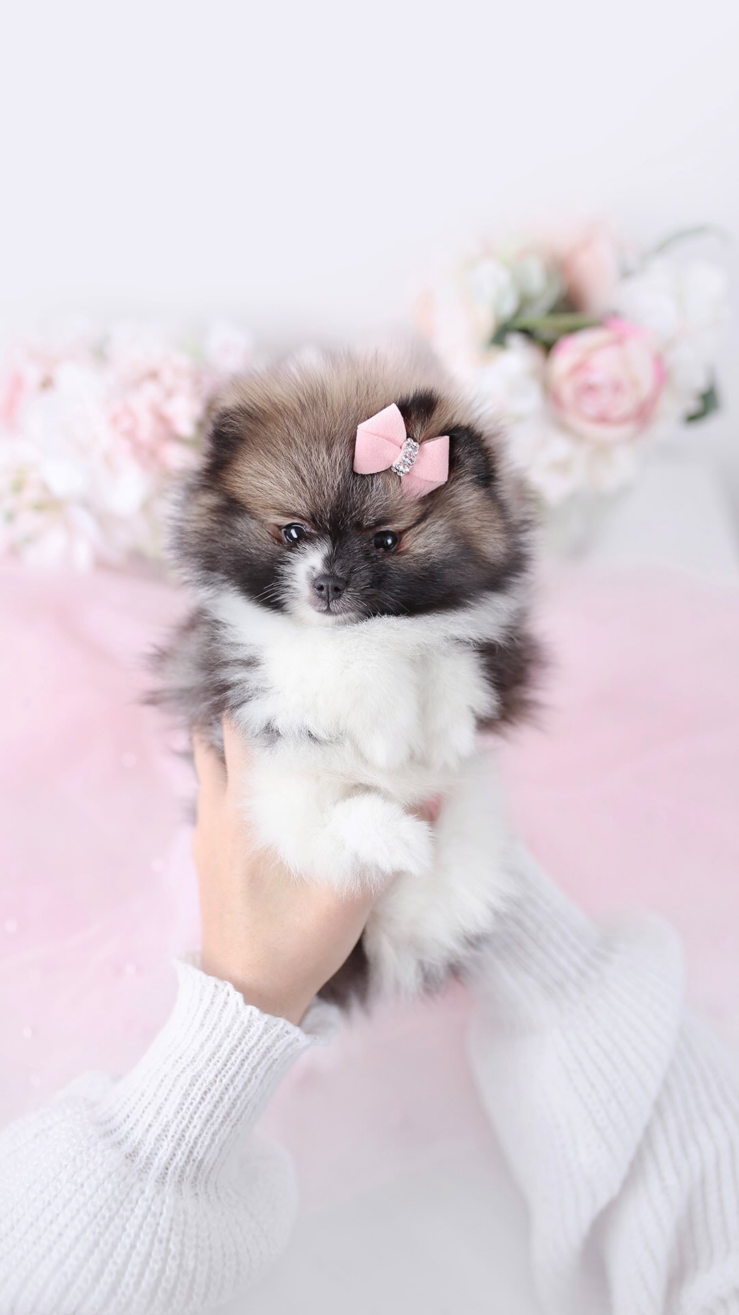 TeaCups puppy photo 26