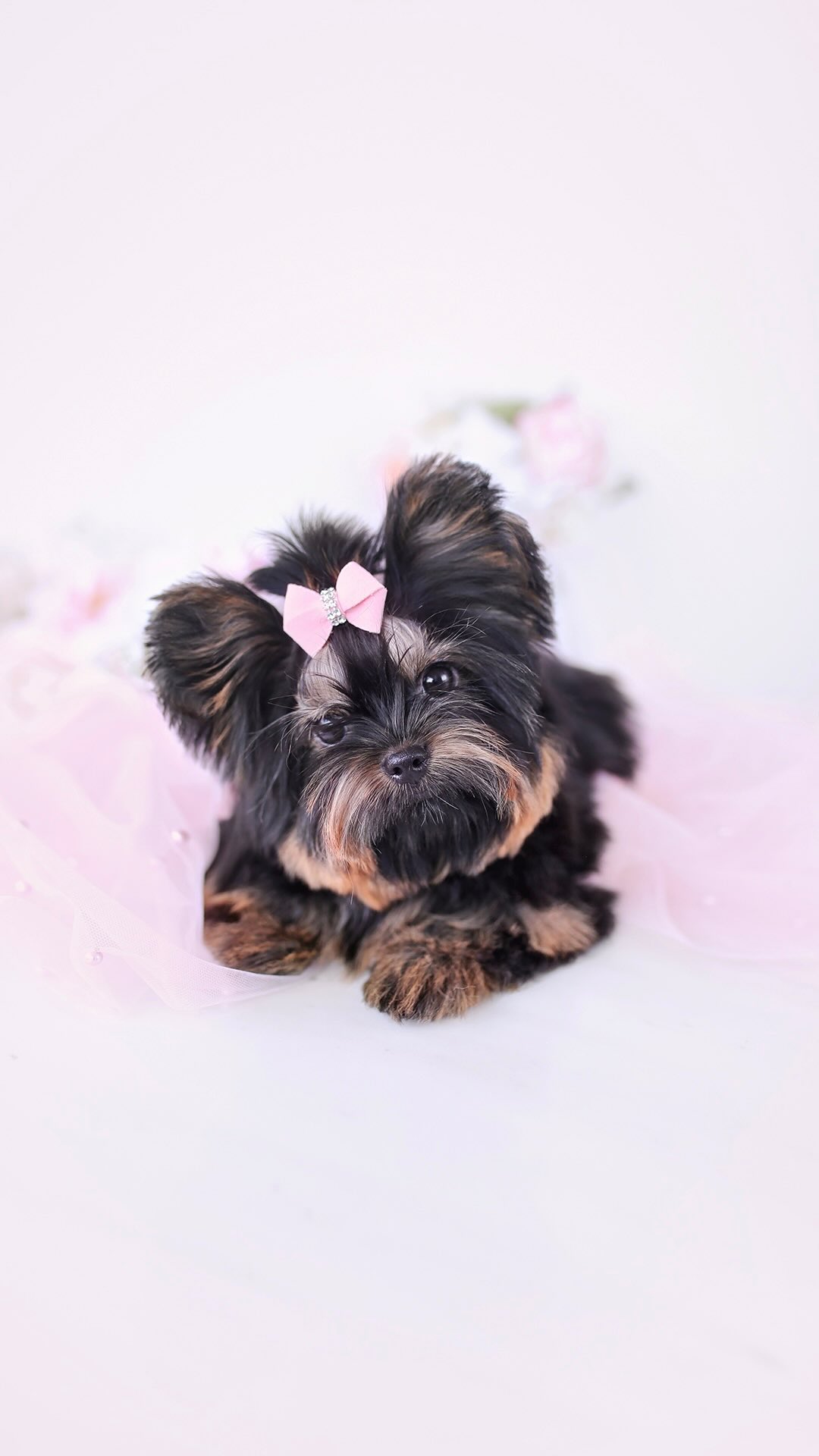 TeaCups puppy photo 27