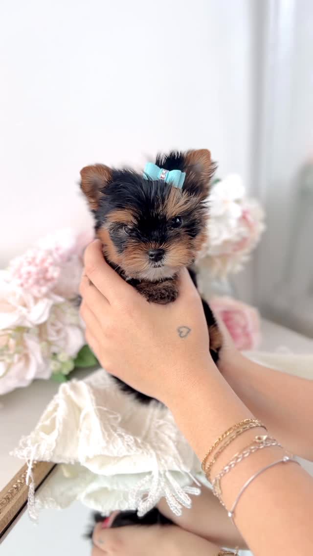 TeaCups puppy photo 28