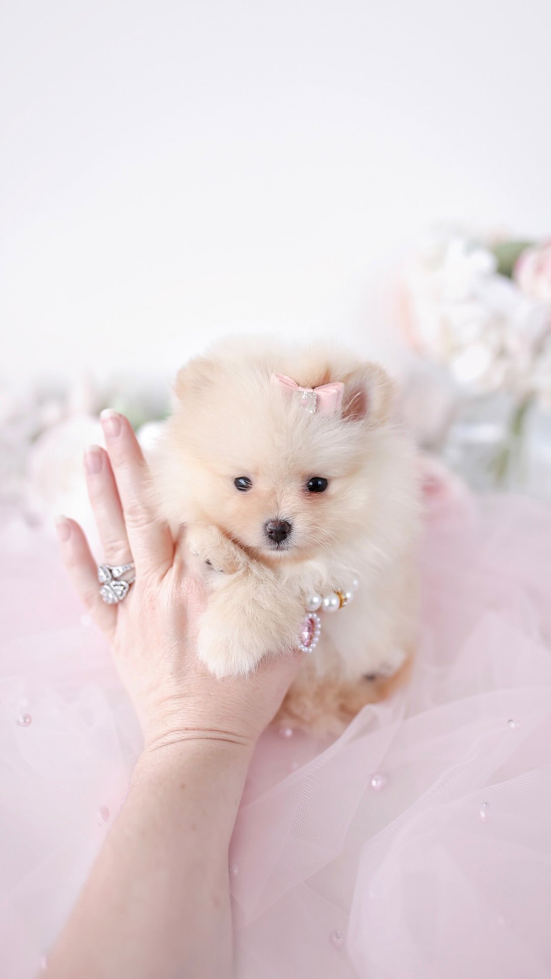 TeaCups puppy photo 29