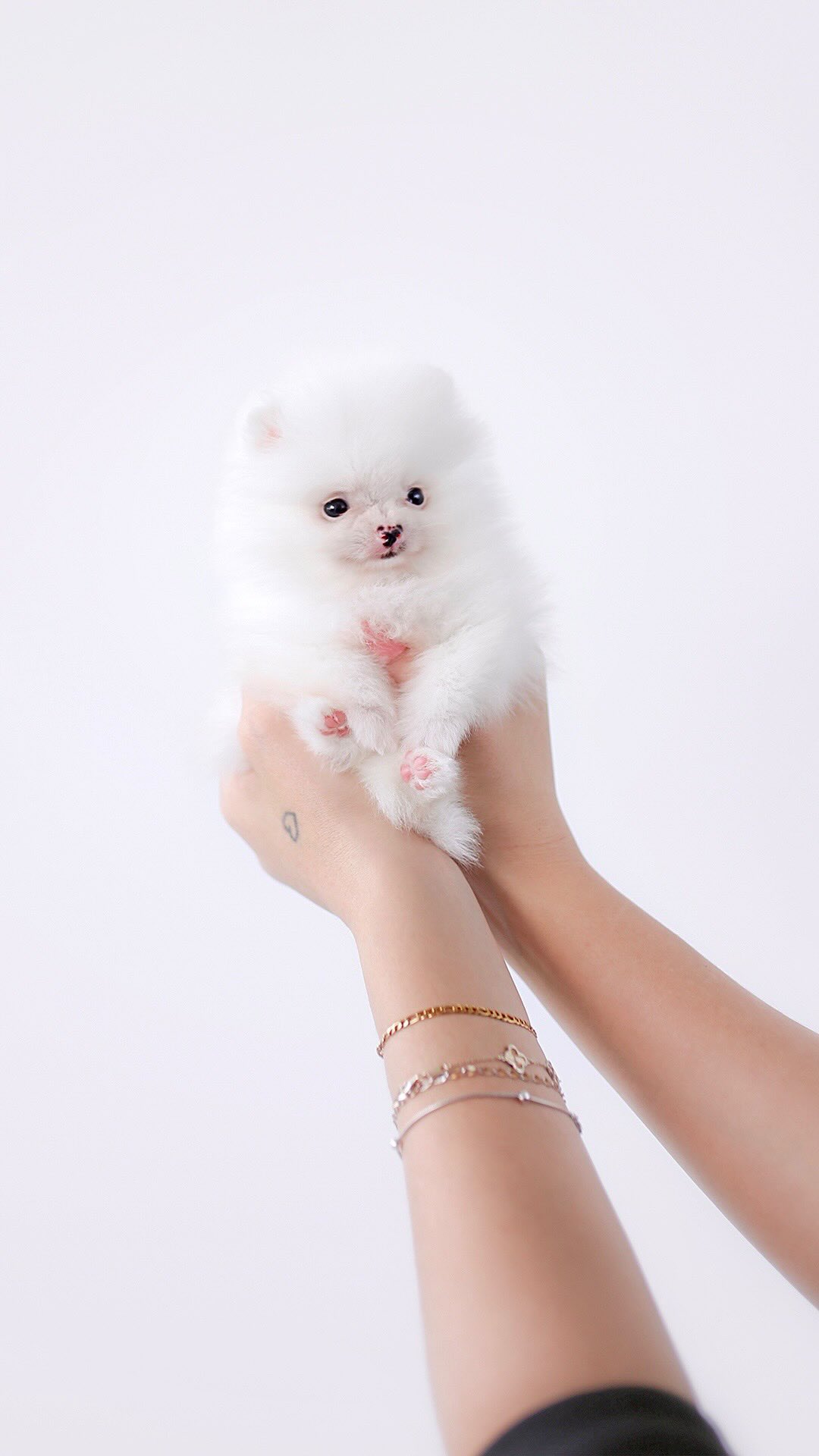 TeaCups puppy photo 30