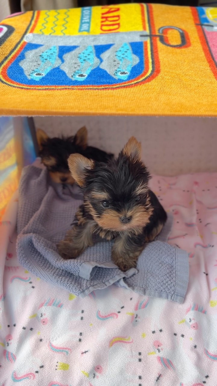 TeaCups puppy photo 31