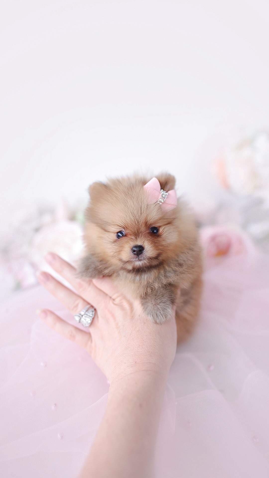 TeaCups puppy photo 32