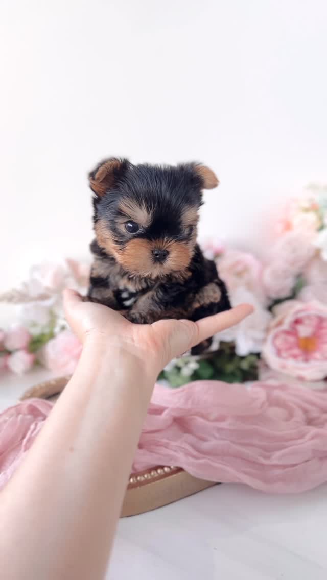 TeaCups puppy photo 34
