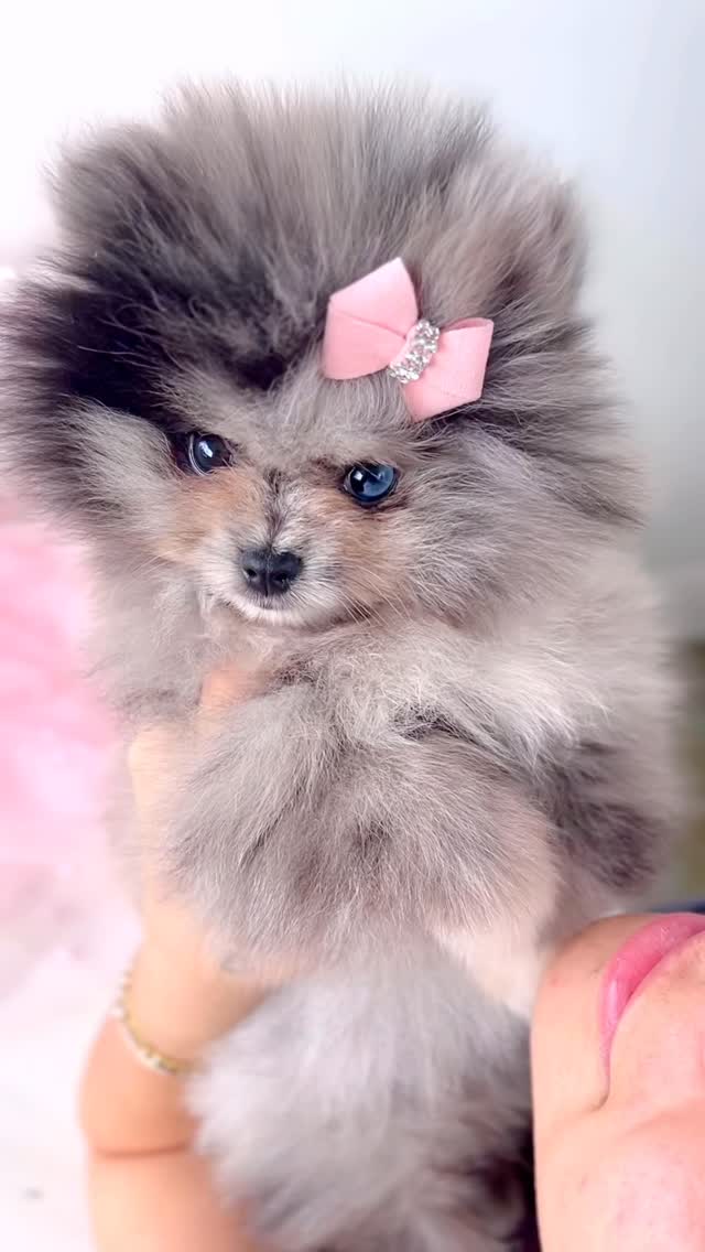 TeaCups puppy photo 35