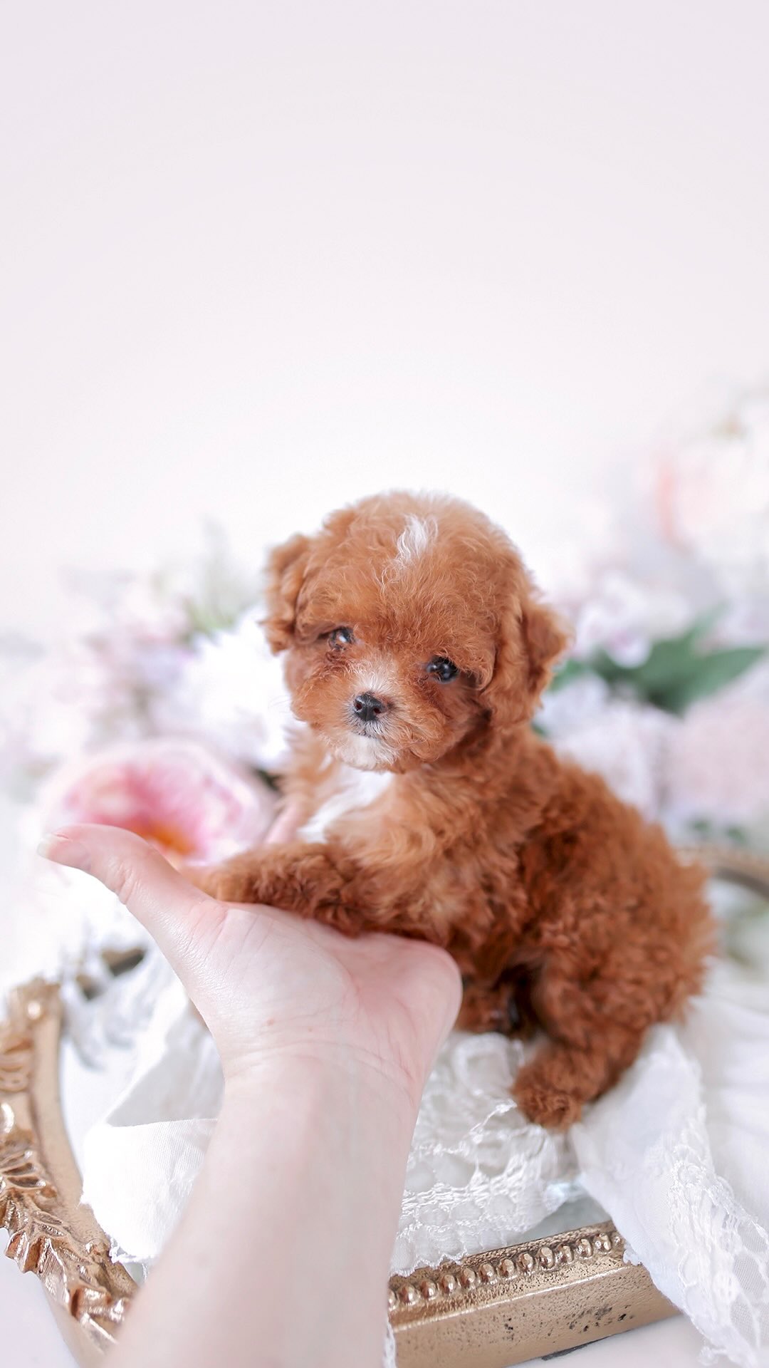 TeaCups puppy photo 37