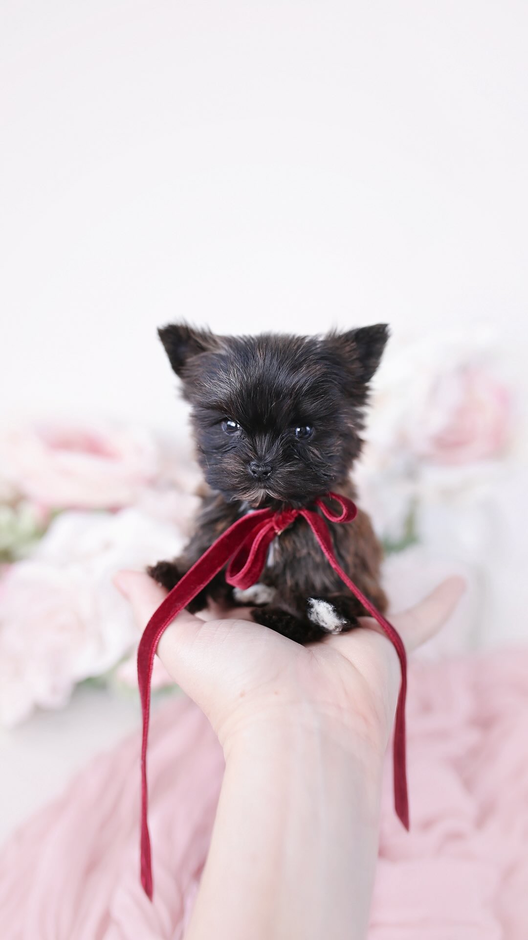 TeaCups puppy photo 38