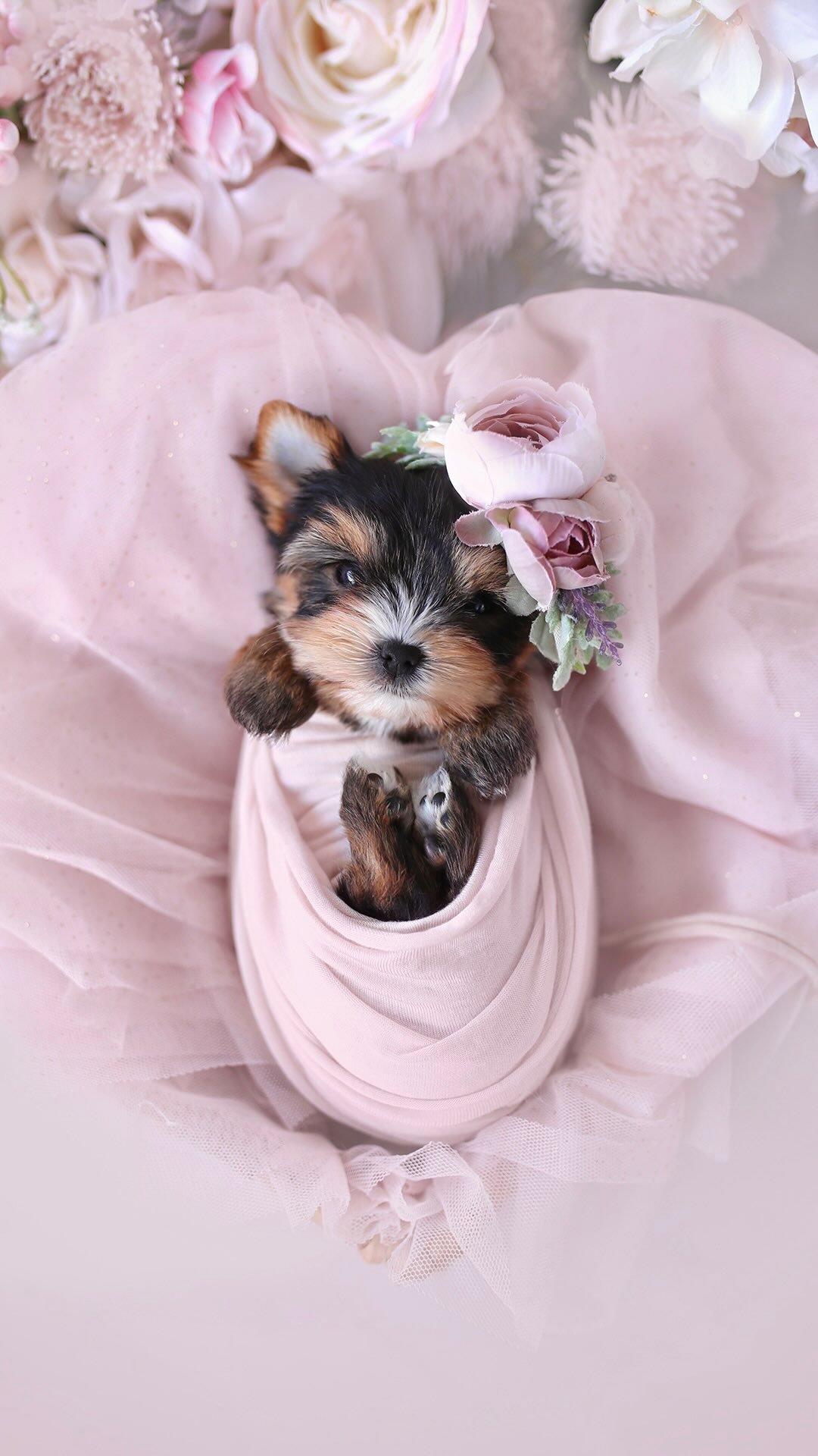 TeaCups puppy photo 39