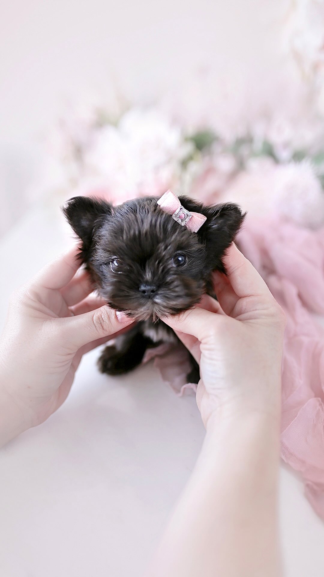 TeaCups puppy photo 40
