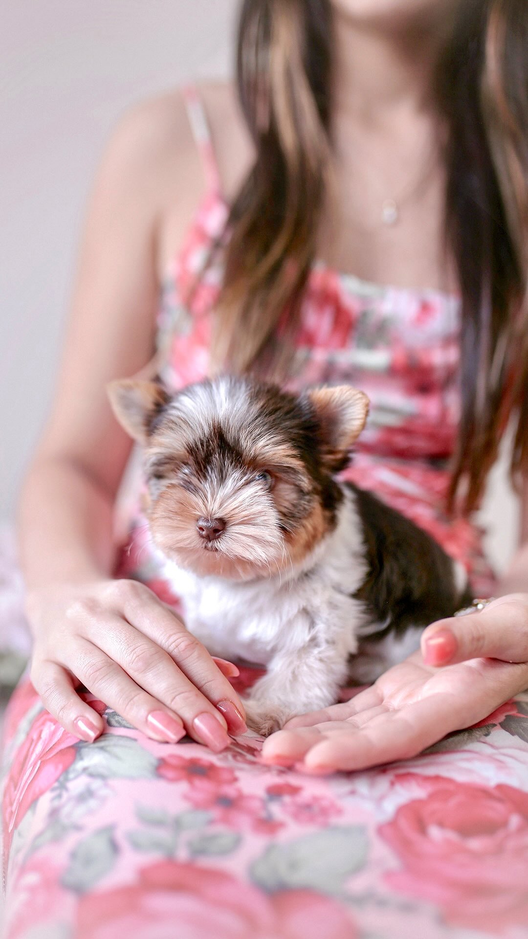 TeaCups puppy photo 41