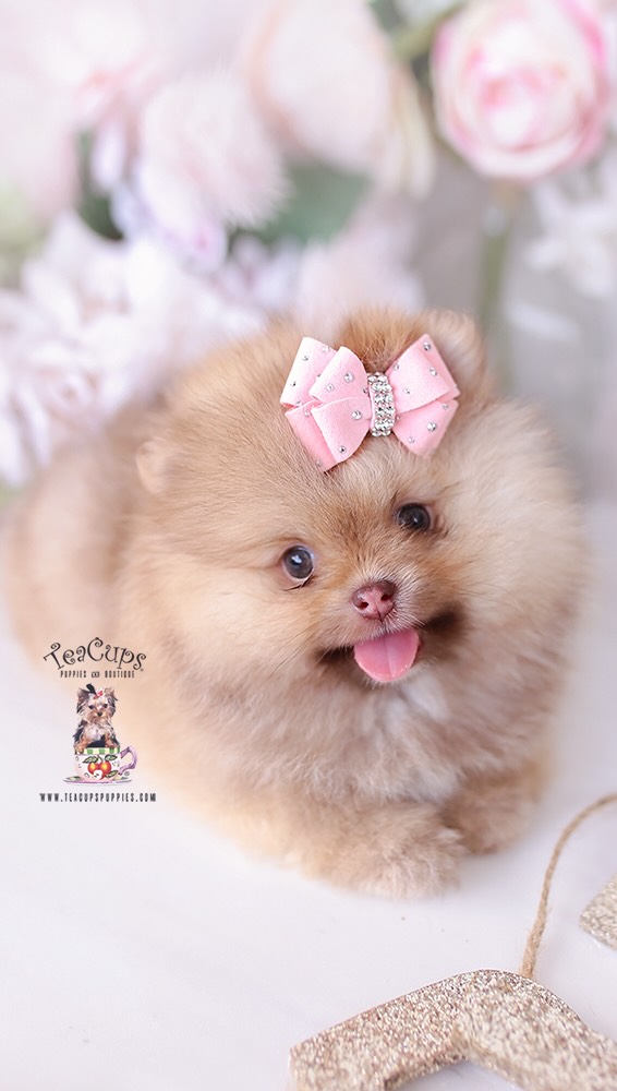 TeaCups puppy photo 42