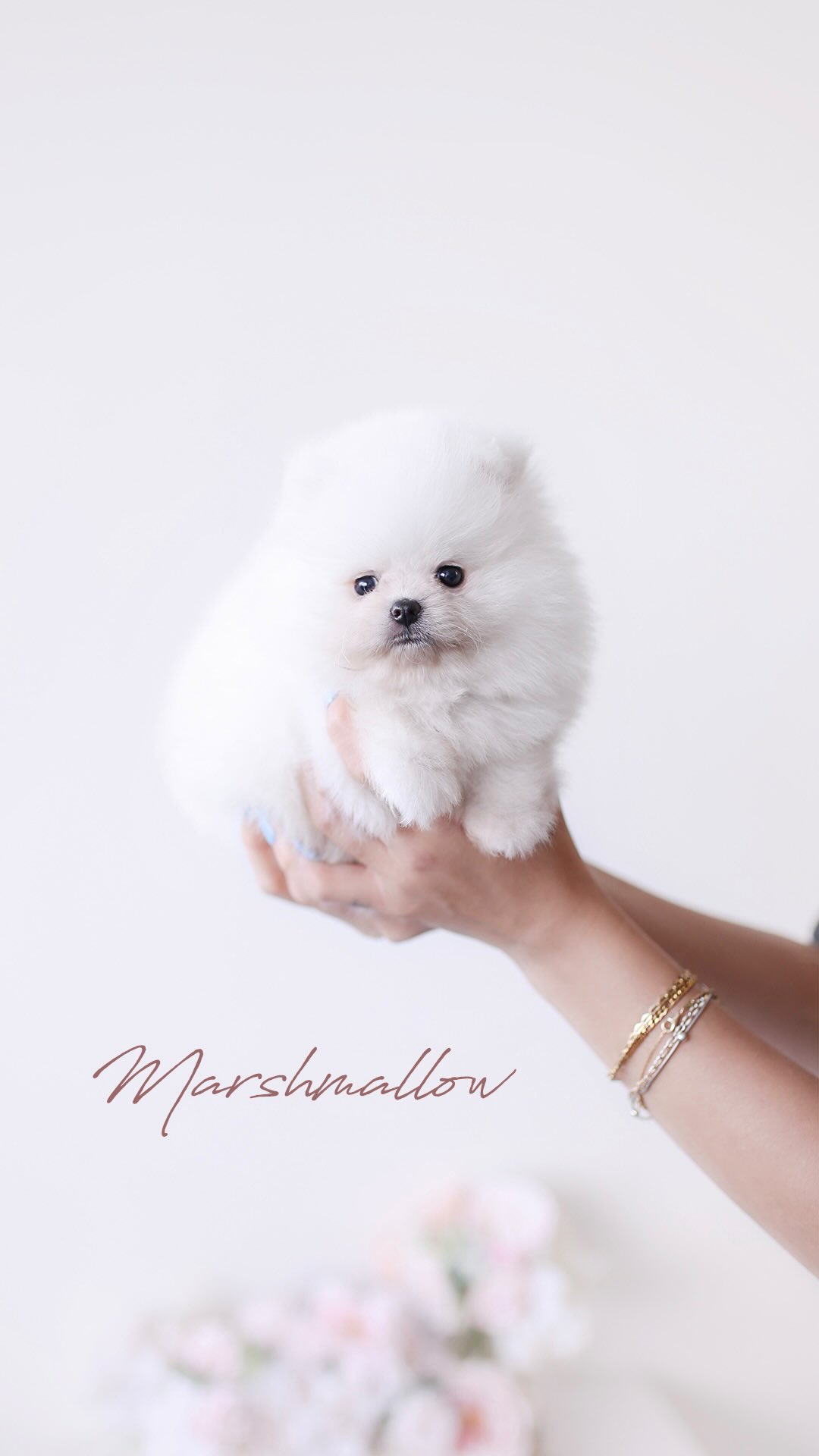 TeaCups puppy photo 43