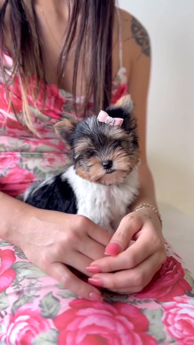 TeaCups puppy photo 44
