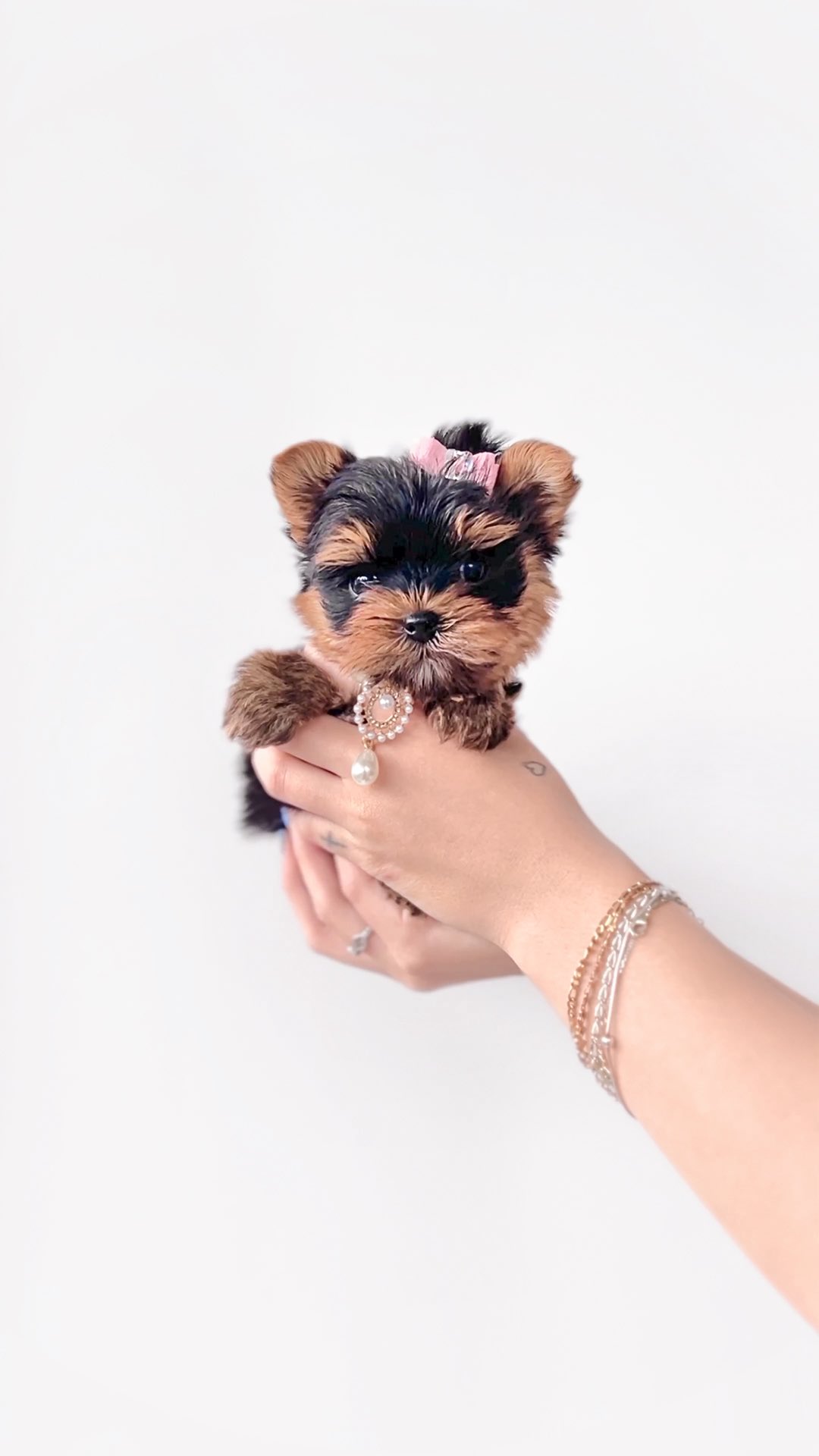 TeaCups puppy photo 45