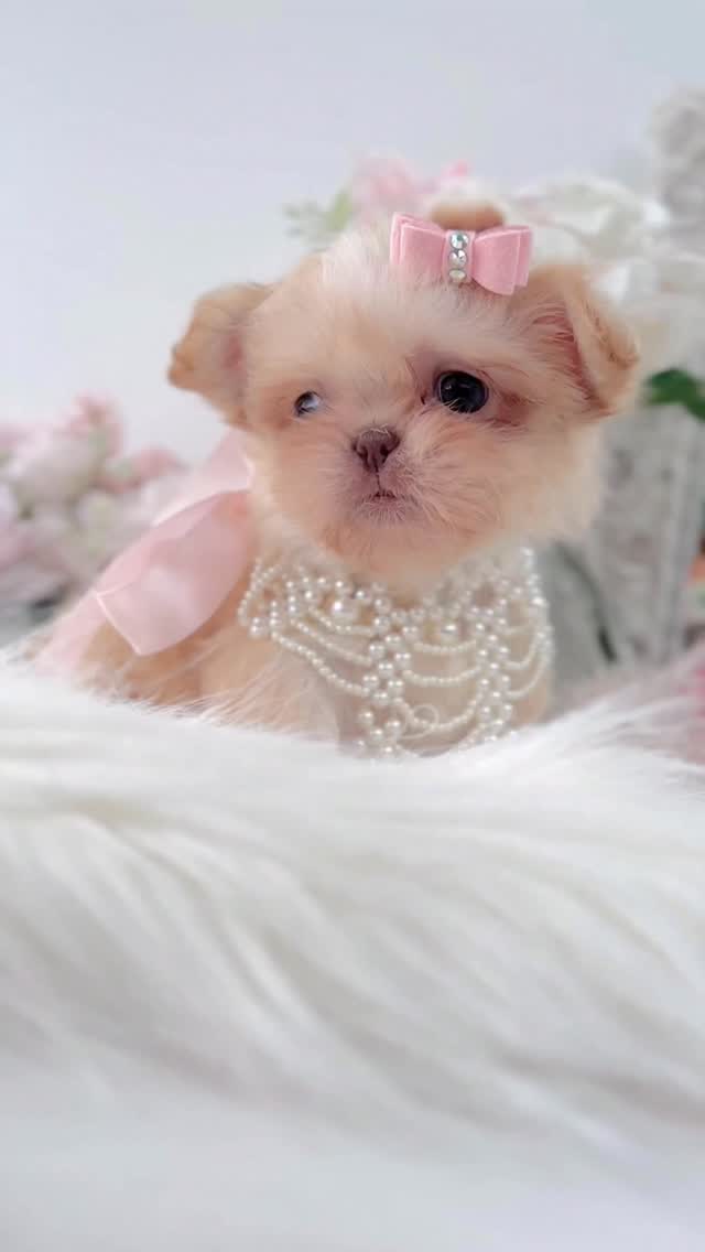 TeaCups puppy photo 47