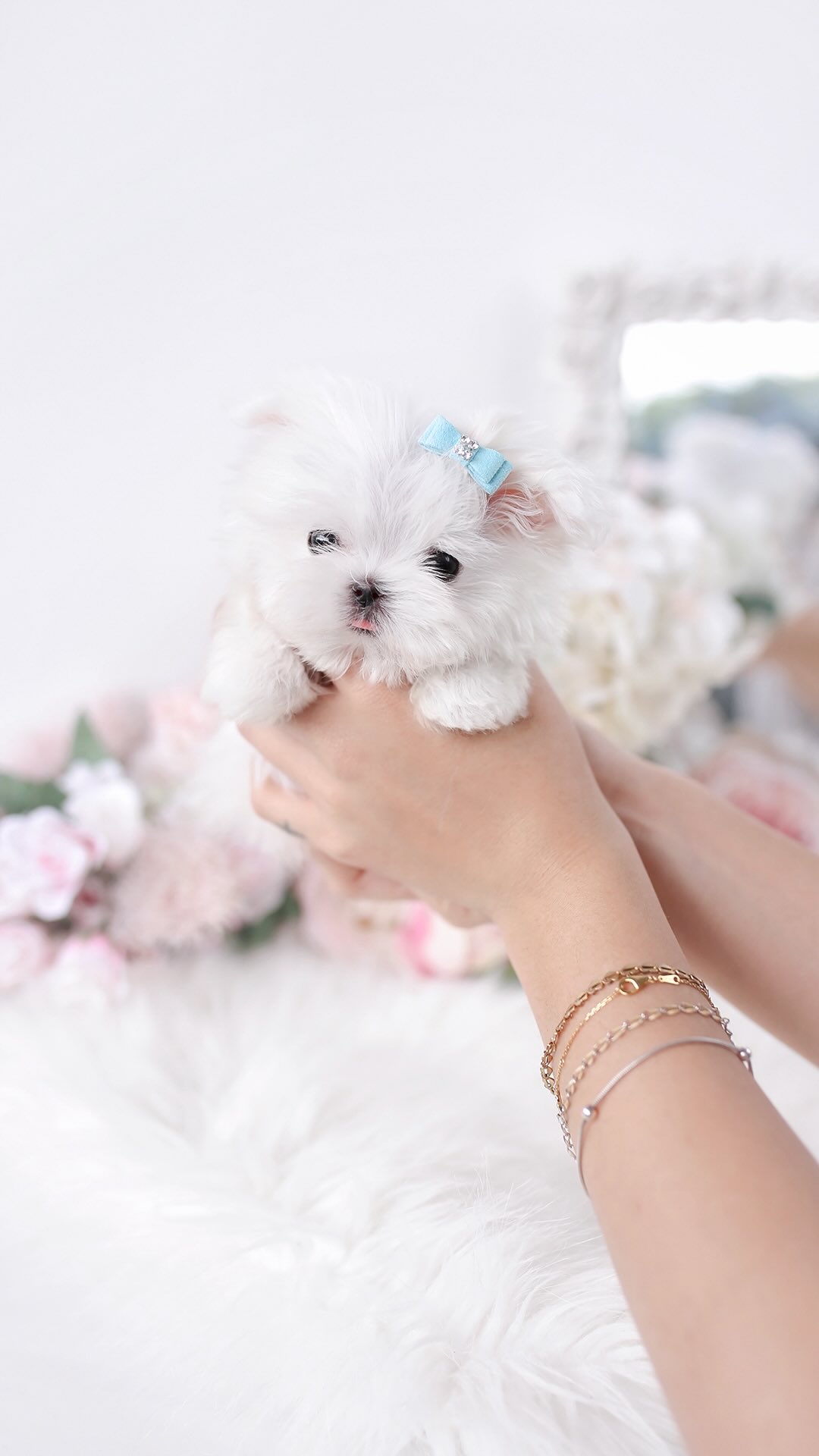 TeaCups puppy photo 48