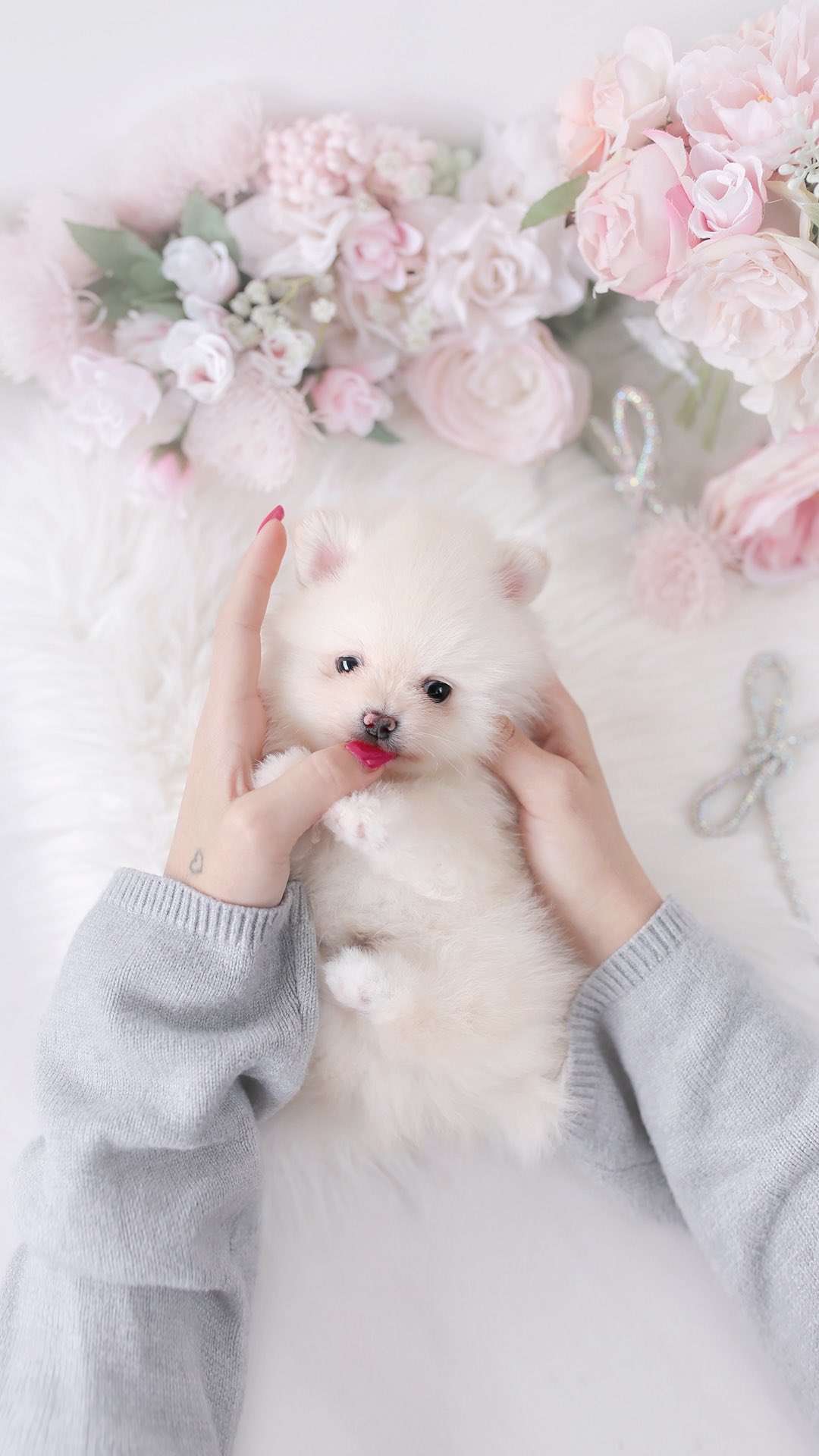 TeaCups puppy photo 49
