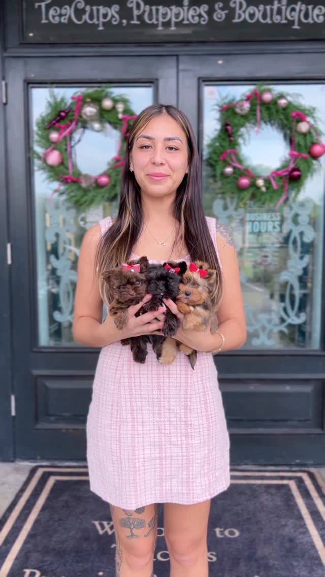 TeaCups puppy photo 50