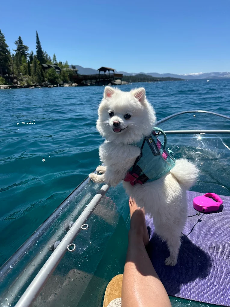 A small dog in a life jacket riding along on a clear kayak tour