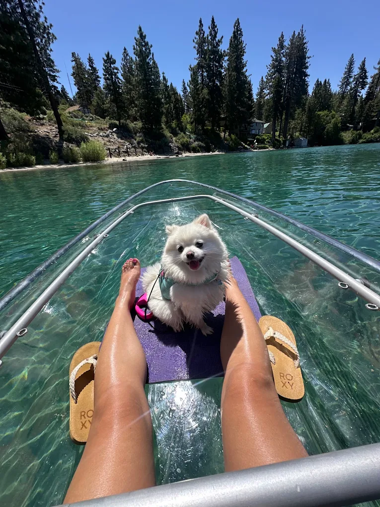 A small dog in a life jacket riding along on a clear kayak