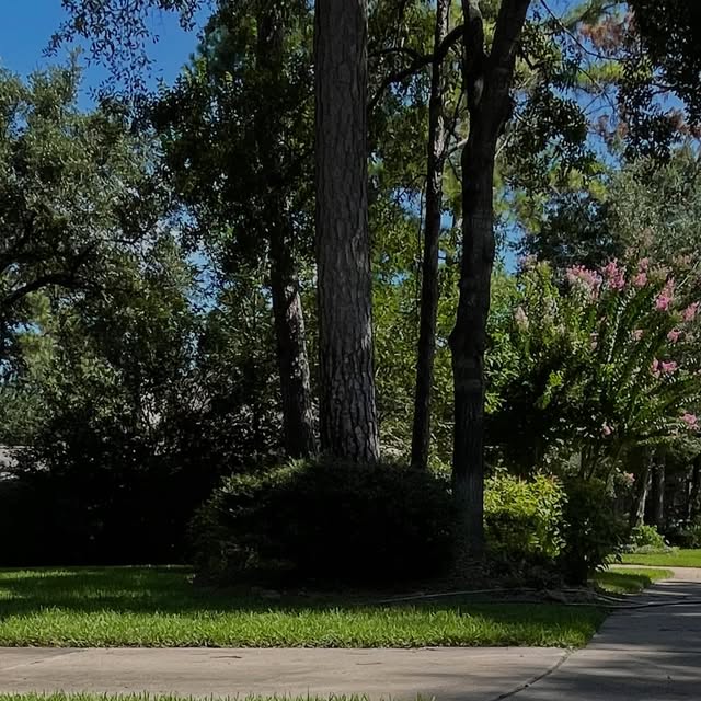 Clean tree-lined sidewalk and landscaping in a Houston neighborhood